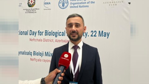 Xəzərə yarım milyon nərə balığı buraxılacaq - AÇIQLAMA