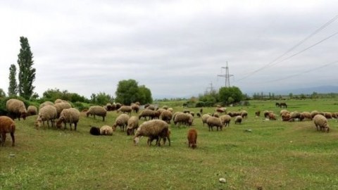 Örüş və otlaqların elektron uçotu aparılacaq