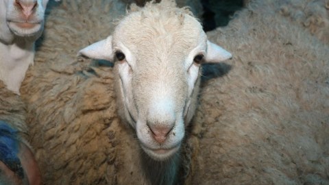 Qurban bayramında nə qədər heyvan kəsilib? - AÇIQLANDI