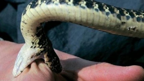 Ağdamda 68 yaşlı qadını ilan sancdı
