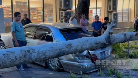 Güclü külək ağacı "Mercedes"in üzərinə aşırdı