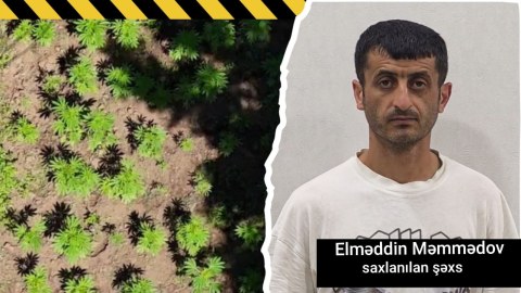 Milli Parkında narkoplantasiya aşkarlanıb