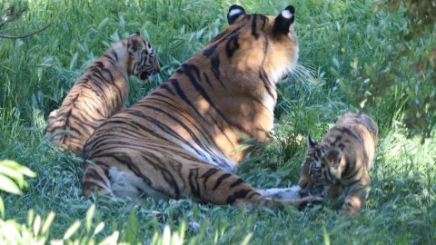 Bakı Zooloji Parkında&nbsp;pələngin iki balası oldu - FOTO