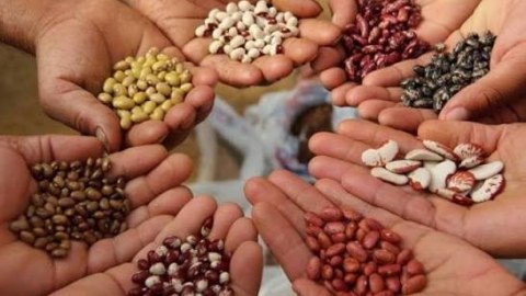 Azərbaycanda qeydiyyatsız toxum satışı qadağan olunur