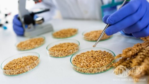 Genetik modifikasiya olunmuş toxumların satışına qadağa qoyulur