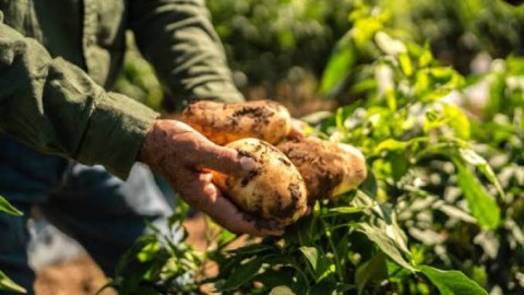 Kənd təsərrüfatına 2 milyard manata yaxın vəsait ayrılacaq