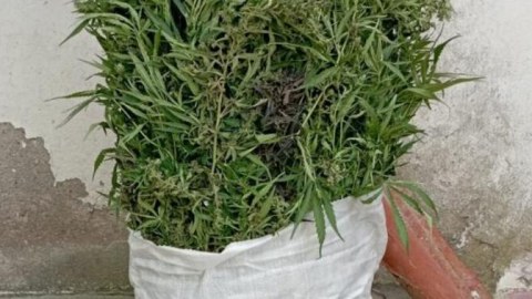 DİN: Çətənə kolları məhv edildi