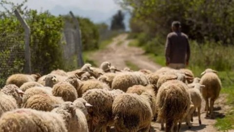 Salyanda çoban 85 baş qoyunla birlikdə itkin düşdü