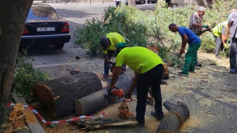 Bakıda güclü külək 7 ağacı aşırdı&nbsp;- FOTOLAR
