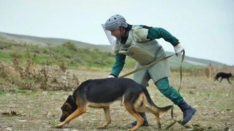 ANAMA-ya 60-dan çox minaaxtaran it bağışlanılıb