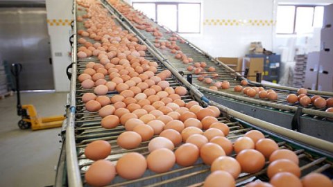 Naxçıvanda yumurta istehsalçılarına subsidiya veriləcək