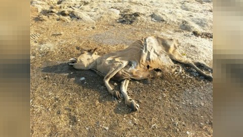 Azərbaycanda ölmüş heyvanların utilizasiyası üzrə müəssisələr yaradıla bilər