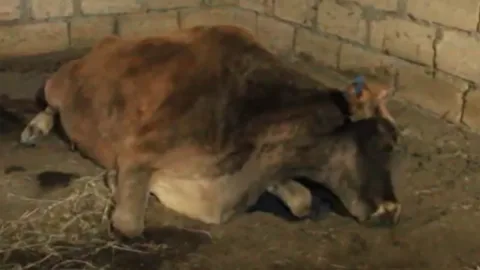 Özünüməşğulluq proqramı ilə verilən inək tələf oldu – VİDEO