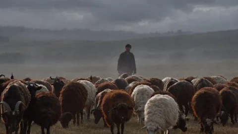 Azerbaijani shepherd who crossed into Armenia returned