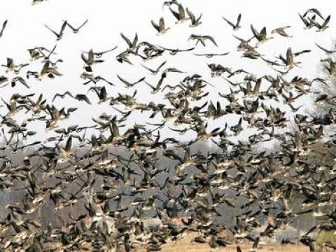Bu il köçəri quşlar Azərbaycanı tez tərk edib