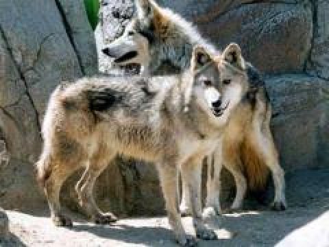 Rayonlarımızı qurdlar basır