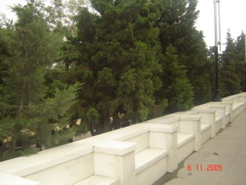 Qarabağ müharibəsi şəhidlərinin qəbirləri yaşıllıqda itirilib (fotosessiya)