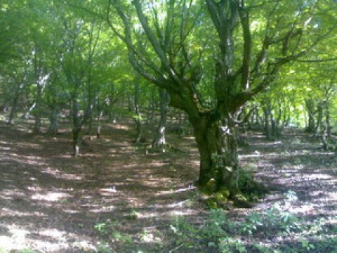 Ağcabədidə Dendrologiya bağının salınması təklif olunur