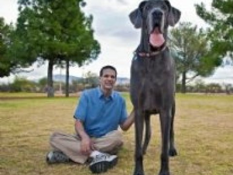 Dünyanın ən uzun köpəyi Amerikadadır