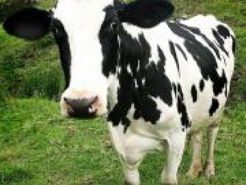 Azərbaycanın Avstriyadan aldığı cins inəklər neçəyə başa gəlir?