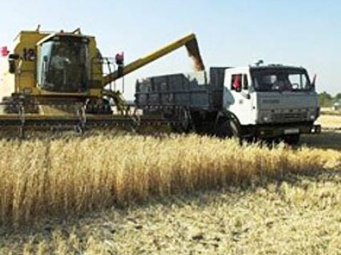 Azərbaycanda taxıl sahələrinin 85 faizi biçilib