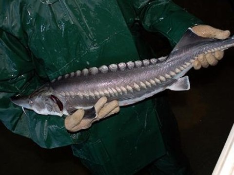 Nazirlik: "Xəzərdə nərə balıqlarını qanunsuz ovlayan "Dalğa" gəmisi" saxlanılıb"