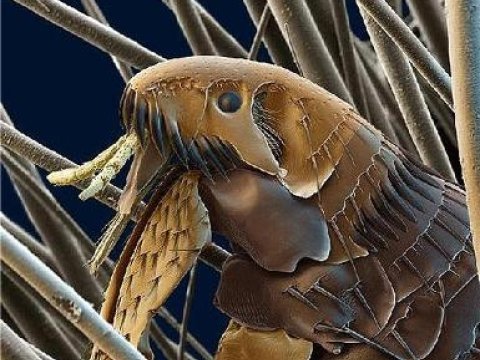 Evlərimizdə yaşayan “canavarlar” (fotolar)