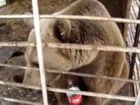 Azərbaycandakı restoranlardan daha 3 ayı müsadirə edildi