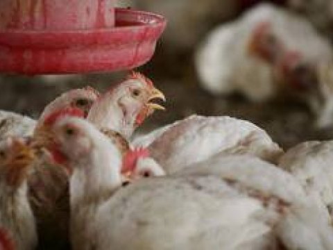 Baytarlıq Xidməti: “Ola bilsin, hansısa bölgədə ev quşlarının təbii ölümü baş verir, amma...”