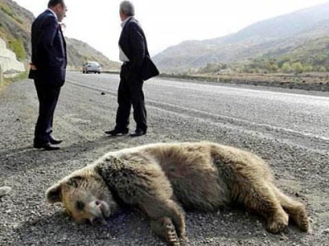 Nazirlik işçilərinin ayı, canavar və maral "ovu"...
