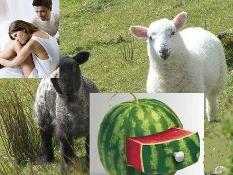 Qoçların buynuzsuz olması, qarpızın tumunun bitməməsi və insan sonsuzluğu...