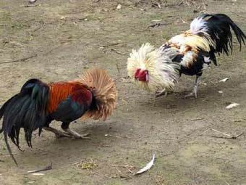 Xoruz döyüşdürən 33 nəfər həbs olunub