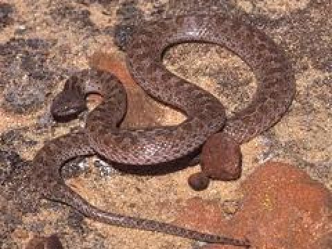 Kürqırağı daşqın zonalarında ilan sürüləri peyda olub