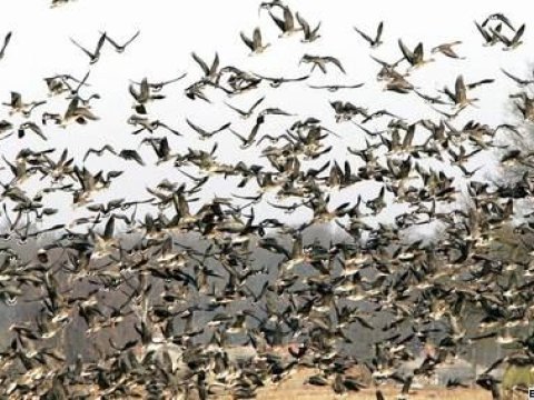 İqlim dəyişkənliyi Azərbaycanda köçəru quşların sayını kəskin azaldıb…