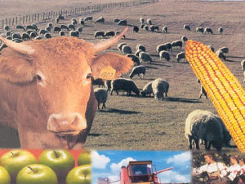 Yırtıcı iştahlar kənd təsərrüfatının inkişafına mane olur