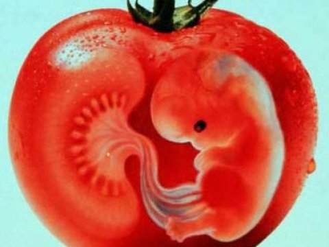 “GMO məhsullar”ın acı fəsadları... Körpələr arasında əlillik faizi artır  