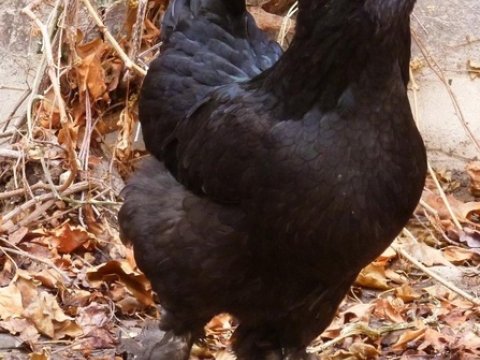 Ermənilər itlərimizi oğurlamağa başlayıblar - FOTOLAR