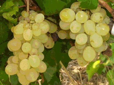 Üzümümüz üzümüzü qara edir - PROBLEM