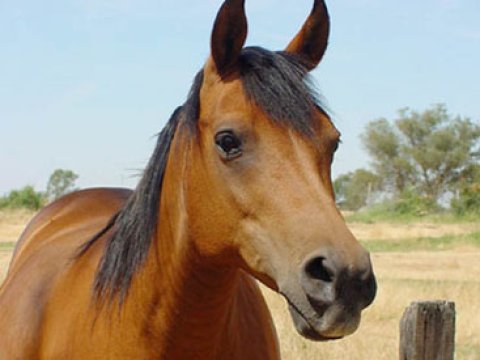 Azərbaycanda at əti satmaq qadağan deyil, o halda ki... 