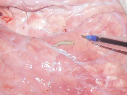 “Çudo Peçka” mağazalar şəbəkəsində çox ciddi nöqsanlar aşkarlandı - FOTOLAR