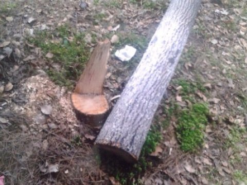 İcra Hakimiyyəti məcburi köçkünün torpağını əlindən alıb - FOTOLAR