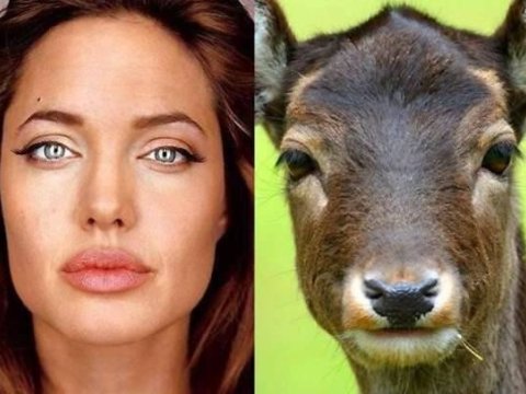 Məşhurların heyvanlara bənzərliyi - Putin, Dalay Lama, Devid Kemeron və digərləri - FOTOLAR