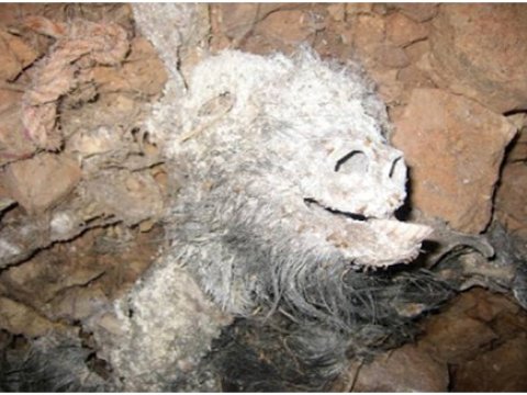 Mübhəm "Cin  Məclisi" - HƏQİQƏTLƏR, MÜƏMMALAR...