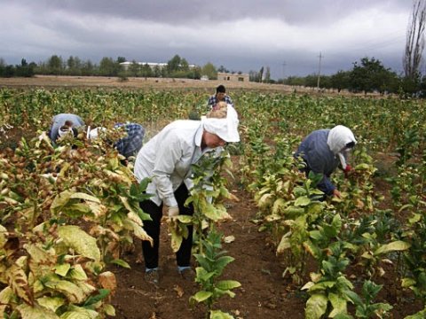 Ermənilər Xocalıda tütün əkirlər - VİDEO