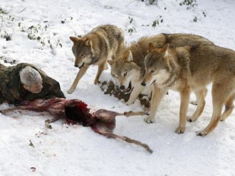 Azərbaycanın bu rayonunda canavarlar sakinlərə hücum edib