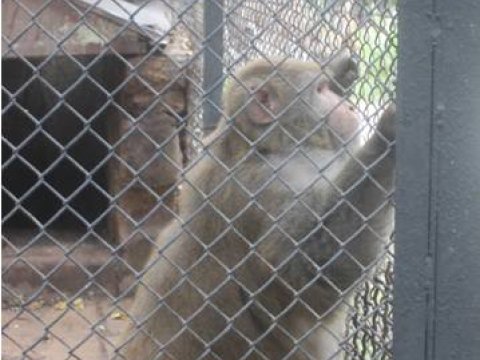 Bakı Zooparkında heyvanlara “aclıq günü” elan edilib - REPORTAJ 