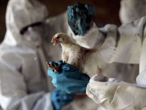 “Quş qripi” ilə bağlı növbəti monitorinq başladı