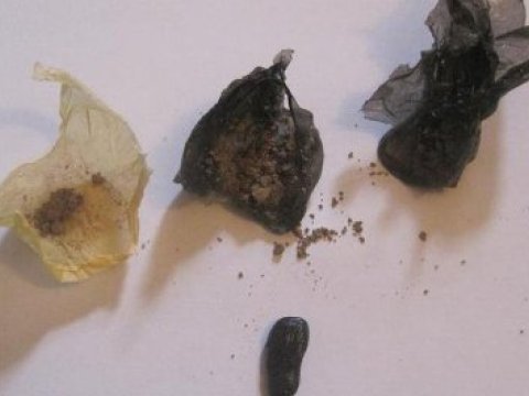 Toyuğun içində türməyə heroin keçirtmək istədi - Bakıda