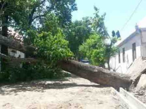  Güclü külək ağacı üç evin üzərinə aşırıb 