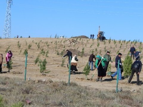 Nazir jurnalistlərlə birlikdə ağac əkdi